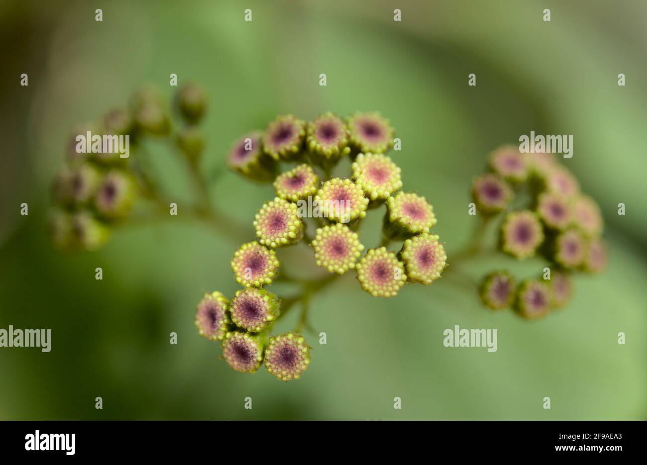 Flora of Gran Canaria -  Ageratina adenophora, Crofton weed invasive plant natural macro floral background Stock Photo
