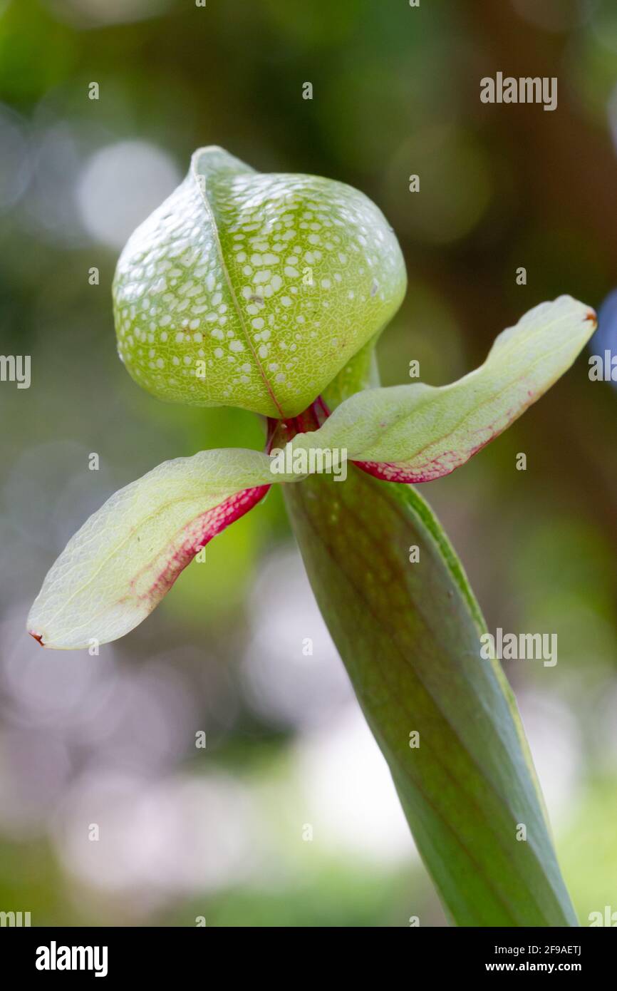 Cobra lily (Darlingtonia californica), a species of carnivorous plant endemic to northern California and Oregon. Stock Photo