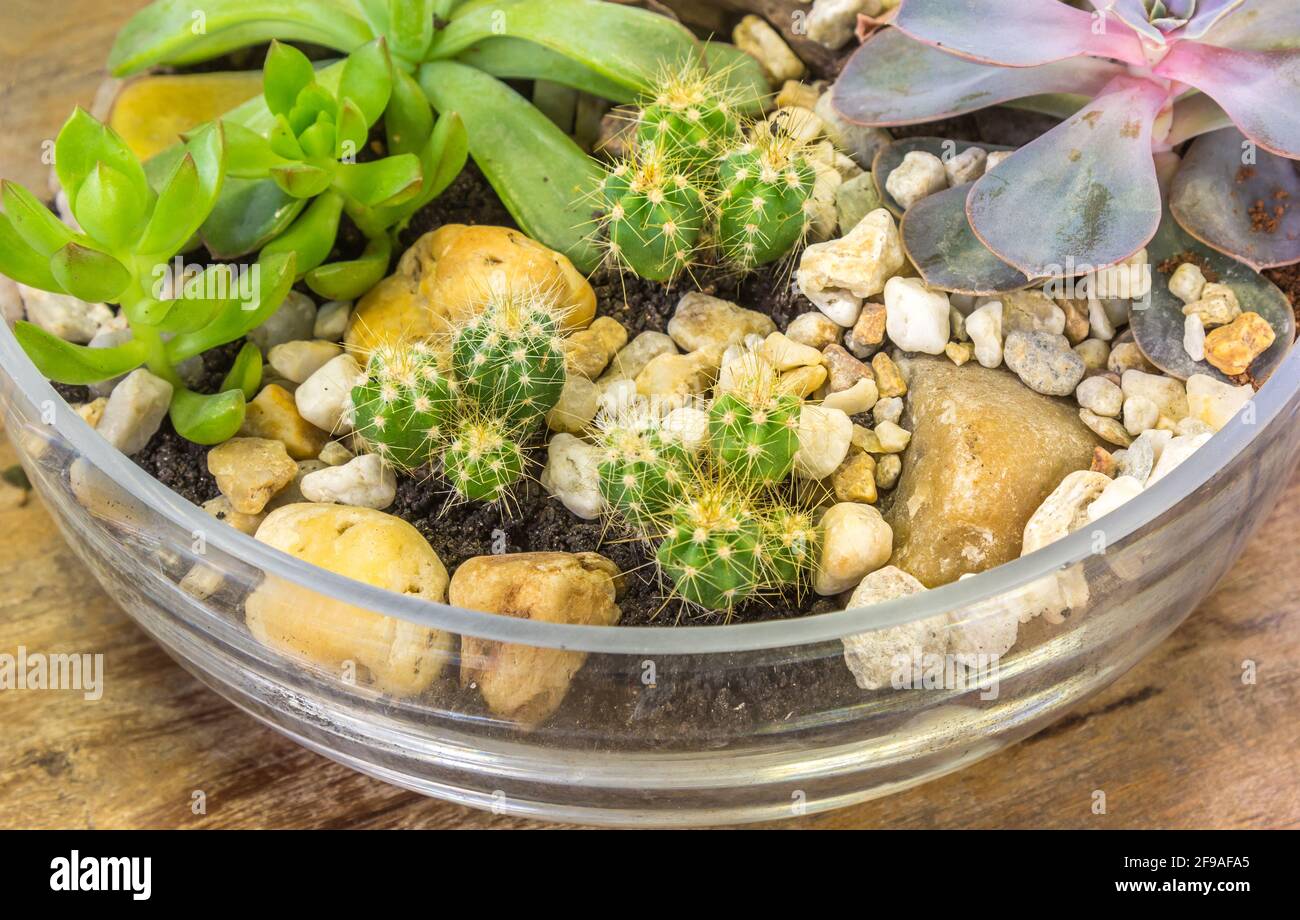 Transparent bowl of cactus and succulent houseplants with little rocks Stock Photo