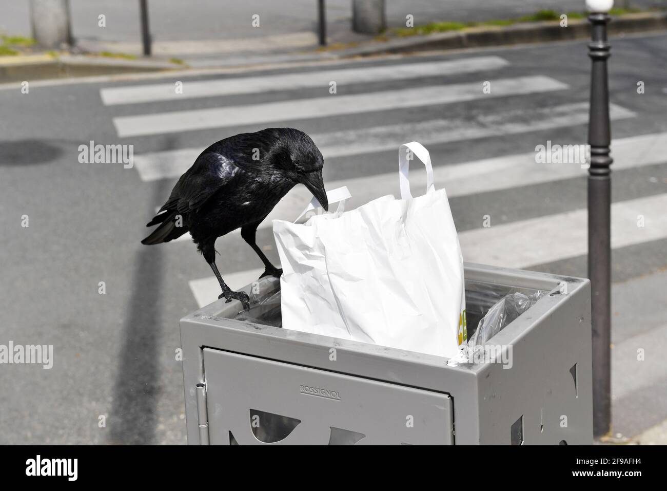Crow eating in a garbage can - Paris - France Stock Photo