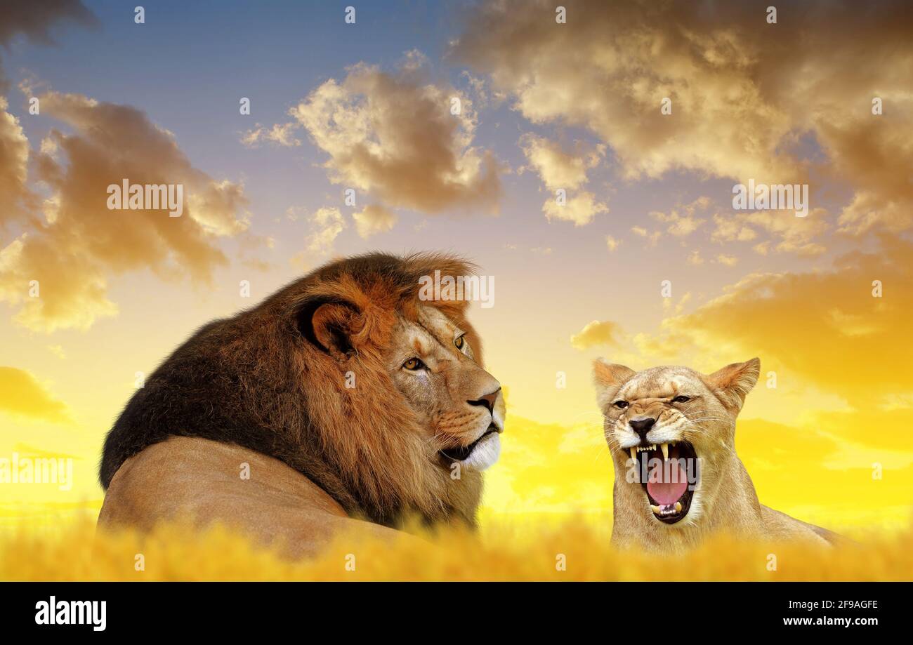 Savannah landscape sunset lion hi-res stock photography and images - Alamy