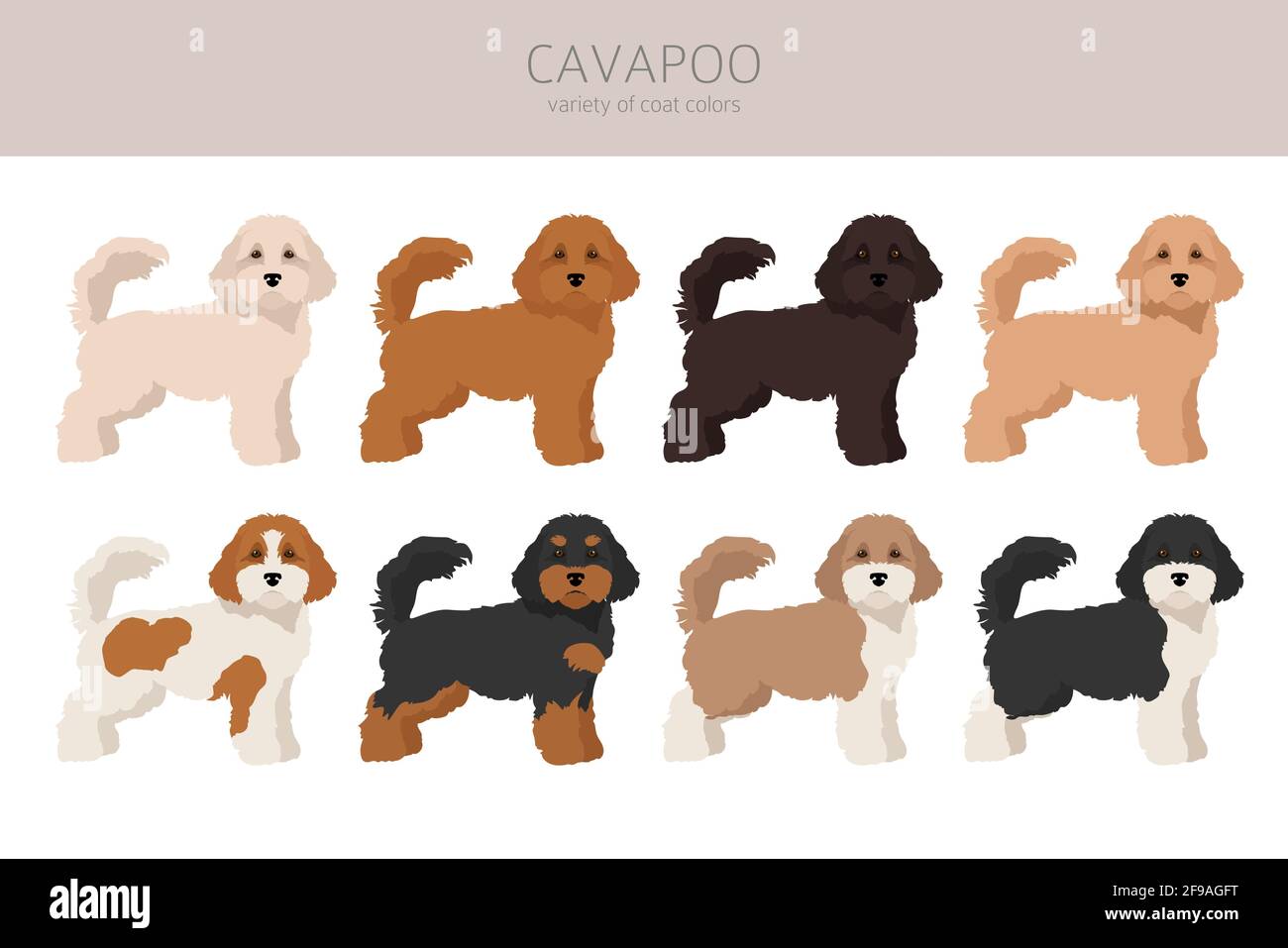Cavapoo mix breed clipart. Different poses coat colors set. Vector illustration Stock Vector Image Art Alamy