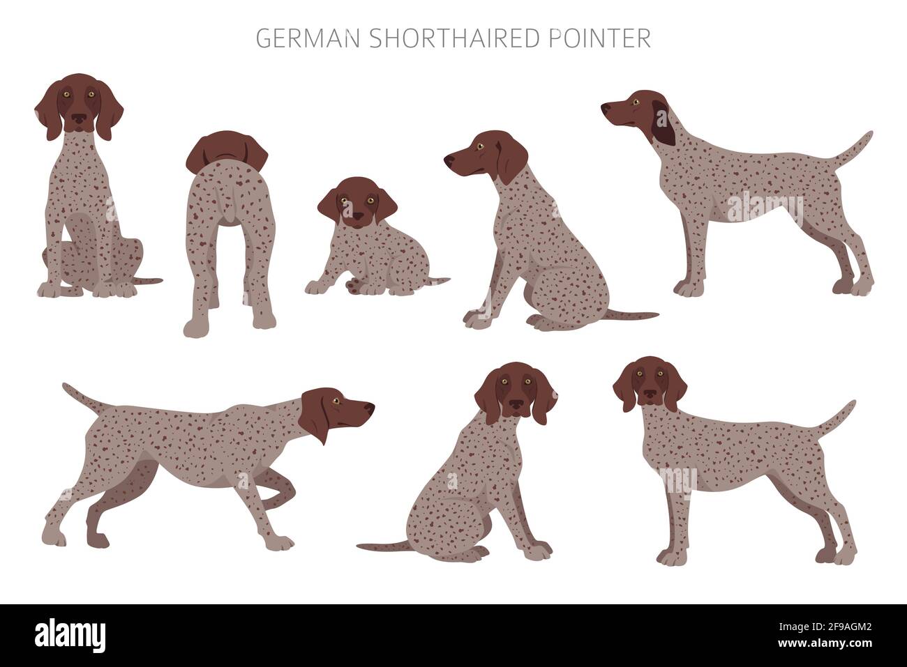 German shorthaired pointer clipart. Different poses coat colors