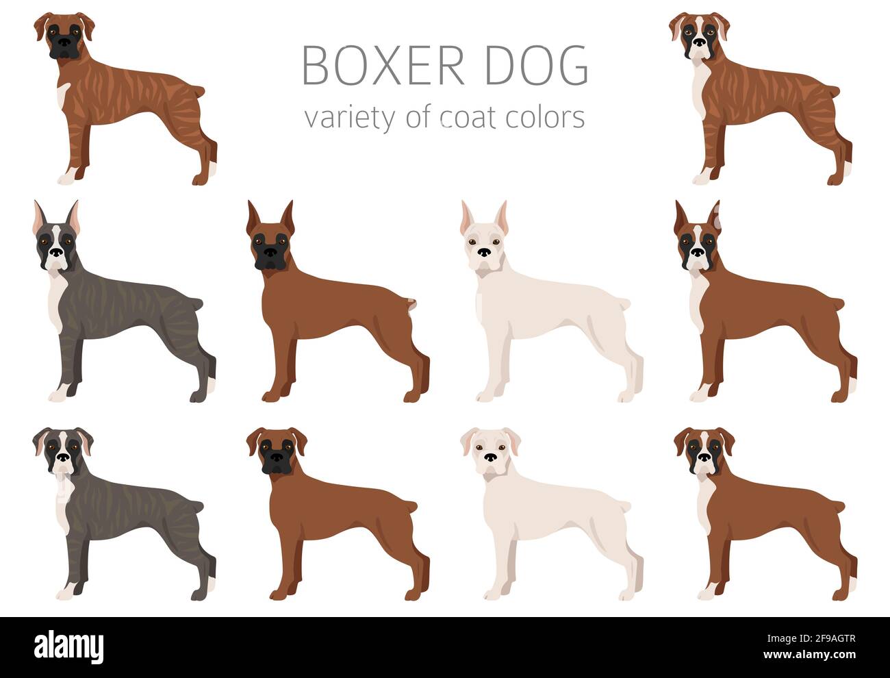 Boxer coat 2025