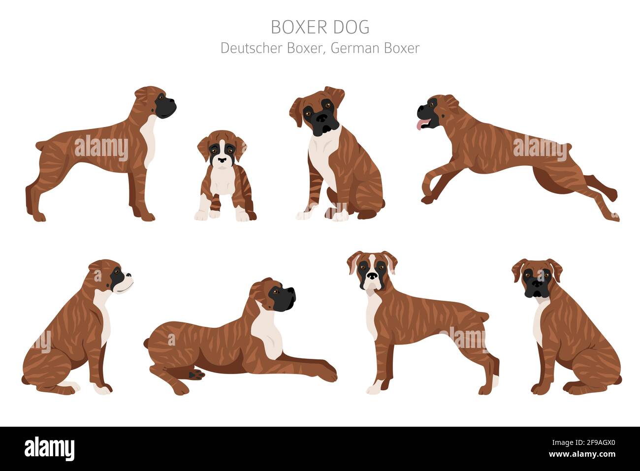 Boxer dog clipart. Different poses, coat colors set. Vector illustration  Stock Vector Image & Art - Alamy