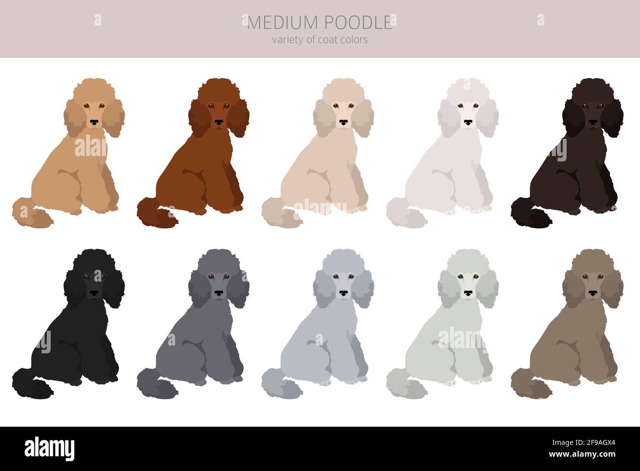 Medium poodle clipart. Different poses, coat colors set. Vector