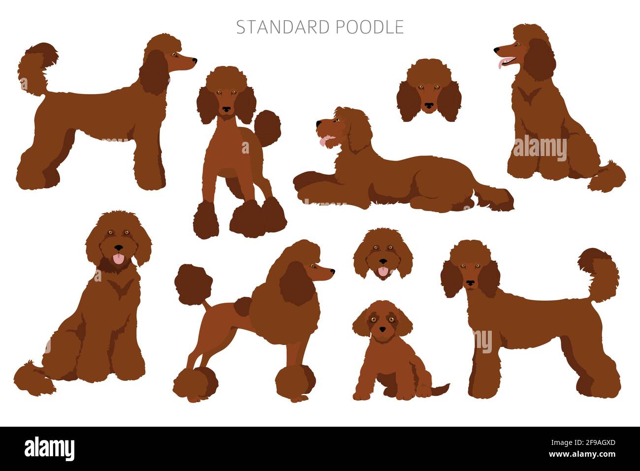 standard poodle coats