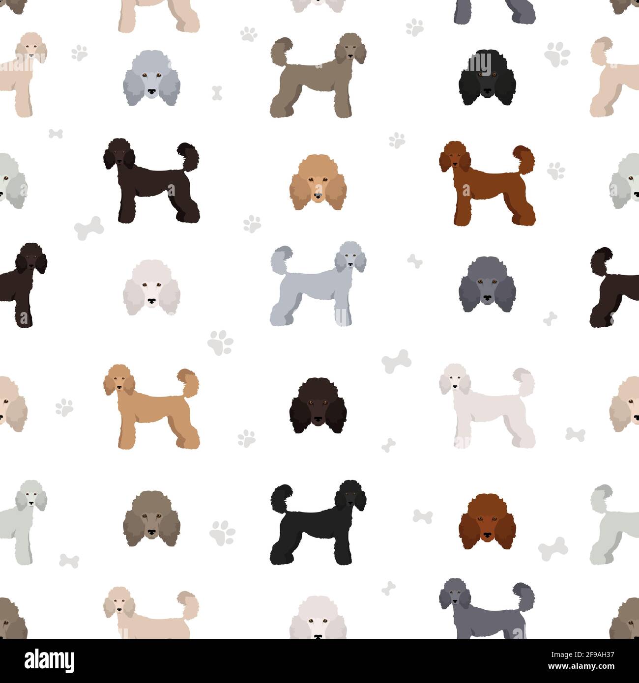 Standard poodle seamless pattern. Different poses, coat colors set