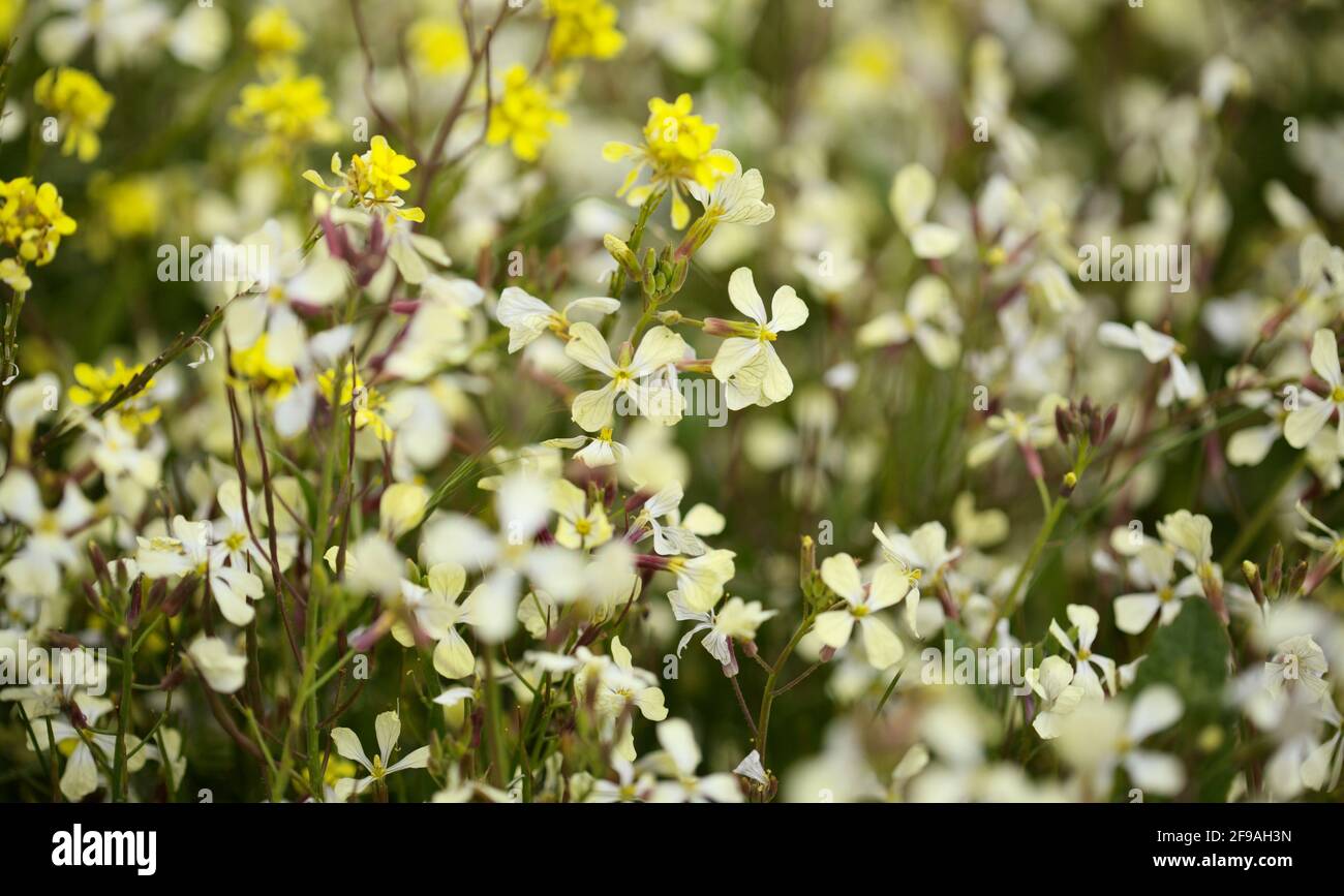 Flora of Gran Canaria -  white flowers of Raphanus raphanistrum, wild radish natural macro floral background Stock Photo