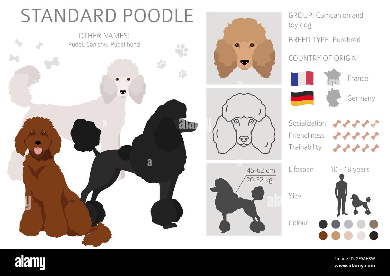 Standard poodle clipart. Different poses, coat colors set. Vector illustration Stock Vector