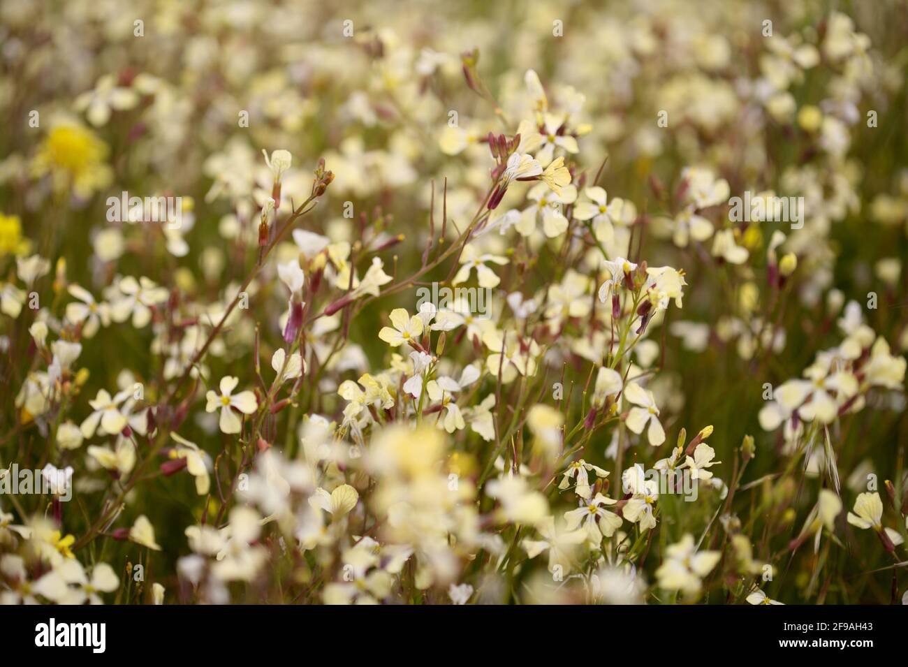 Flora of Gran Canaria -  white flowers of Raphanus raphanistrum, wild radish natural macro floral background Stock Photo