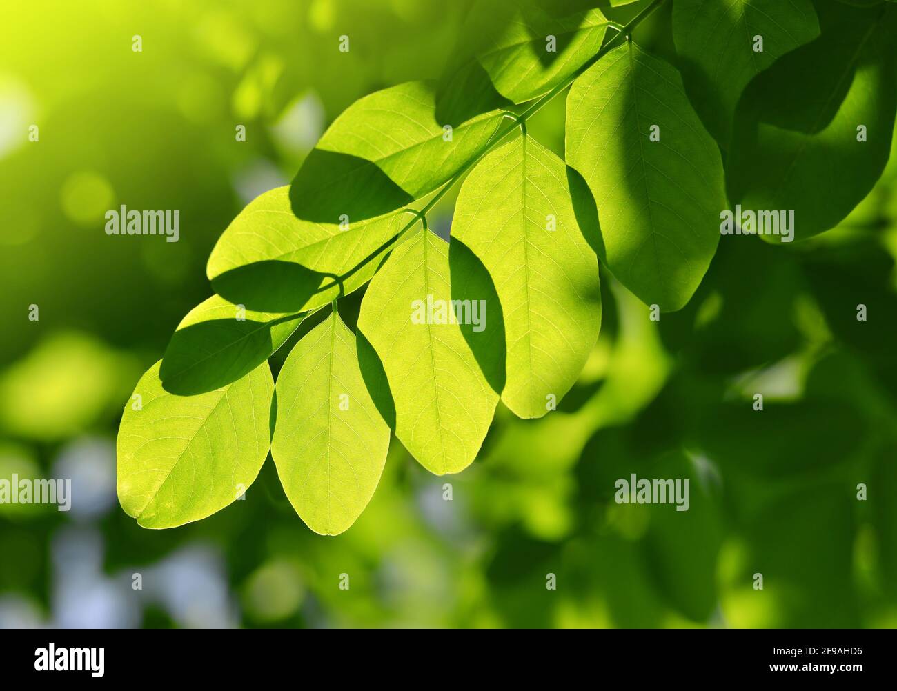 Fresh green spring leaf of Acacia or Black Locust. Stock Photo