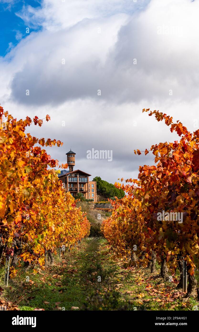 Vineyards of Rioja region with autumn colors. Sunrise time Stock Photo