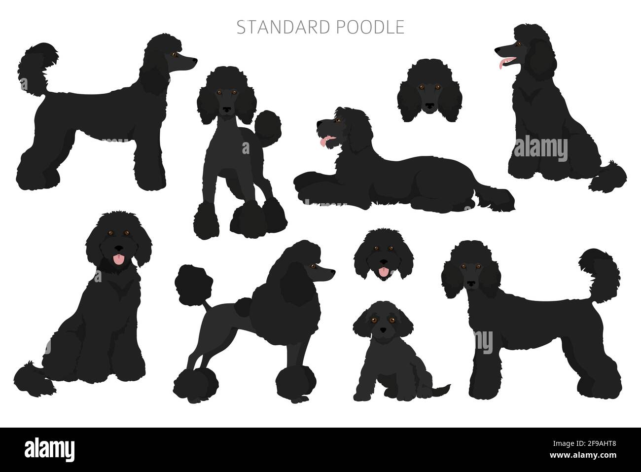 Standard poodle clipart. Different poses, coat colors set. Vector illustration Stock Vector