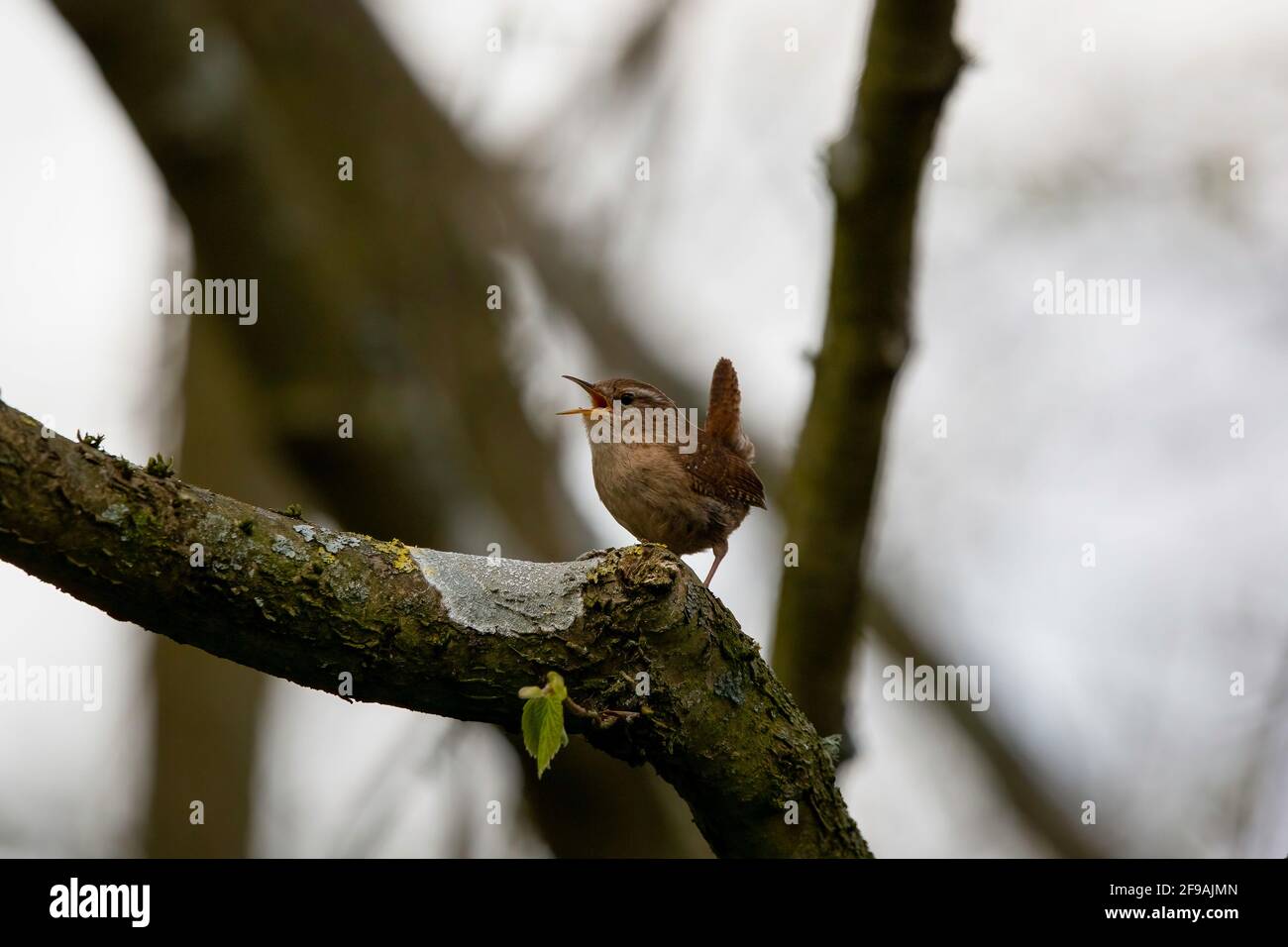 A Wren bird signing from a branch of a tree Stock Photo