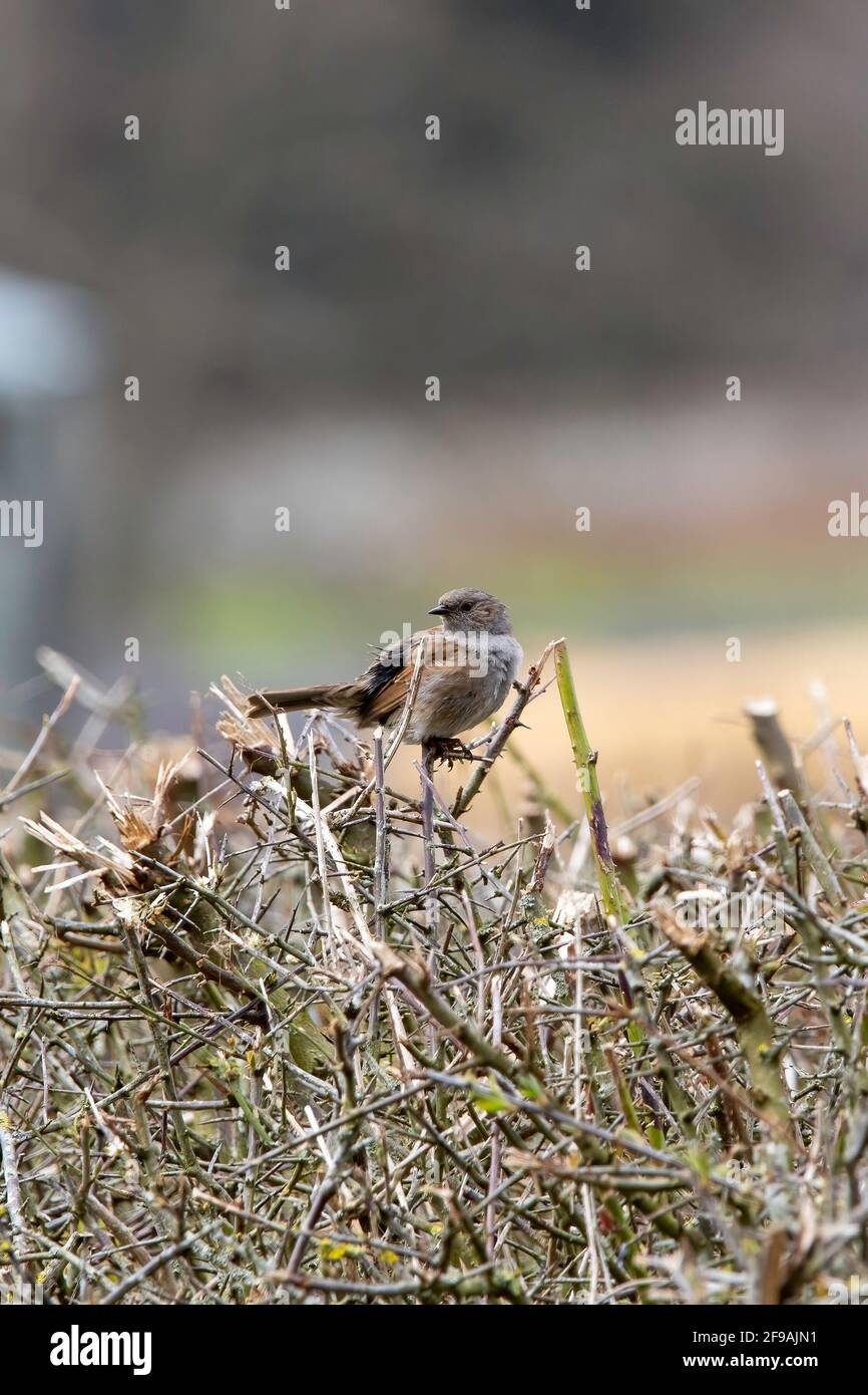 A Dunnock bird perched on a hedge row Stock Photo