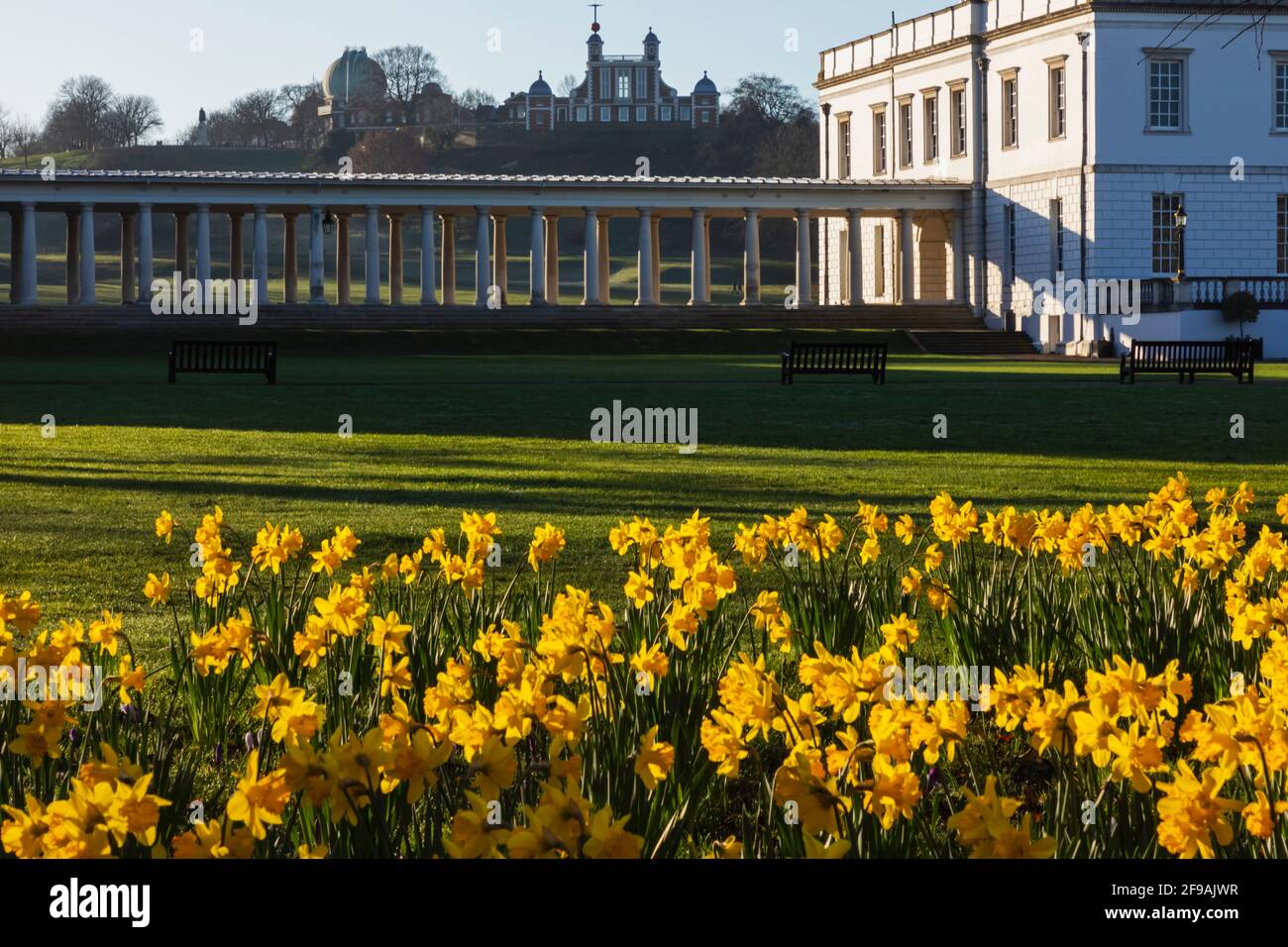 England, London, Greenwich, Greenwich Park, Daffodils and The Queens