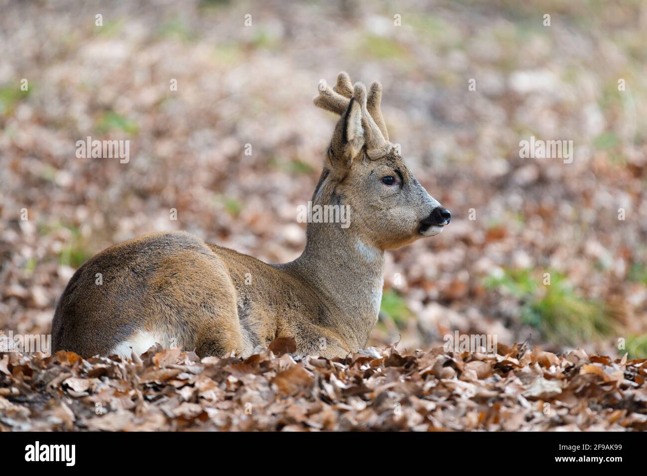 Resting roebuck (Capreolus capreolus) in the bast at the edge of the forest, February, Hesse, Germany Stock Photo