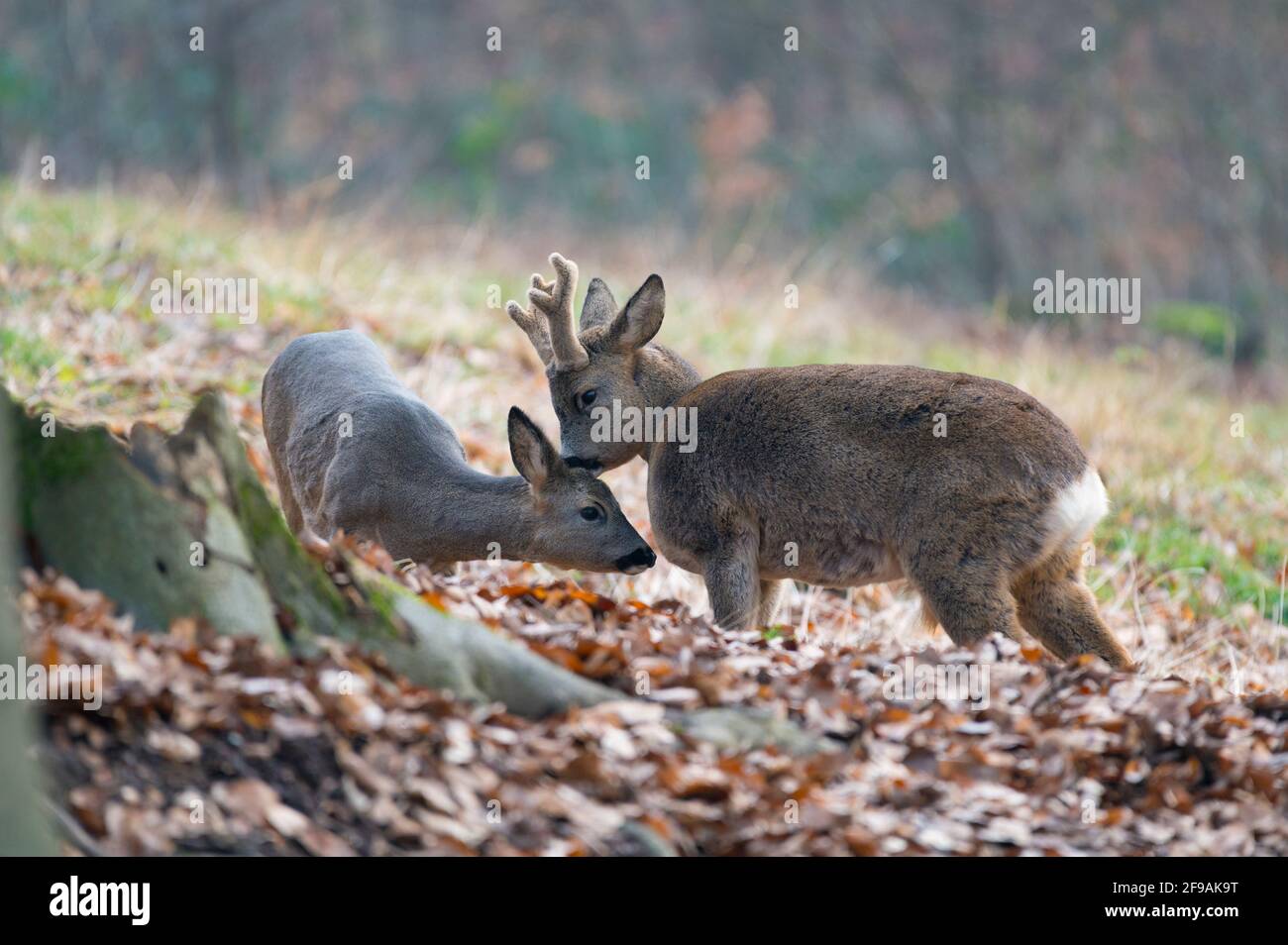 Roe buck in bast and roe deer (Capreolus capreolus) at the edge of the forest, February, Hesse, Germany Stock Photo