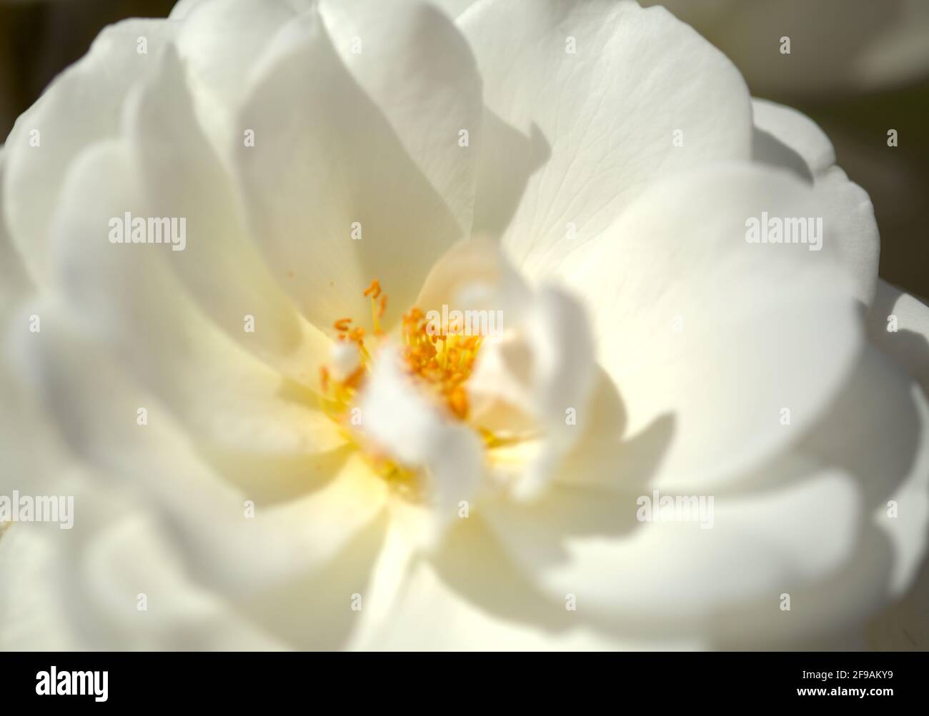 Rosa centifolia variety hi-res stock photography and images - Alamy