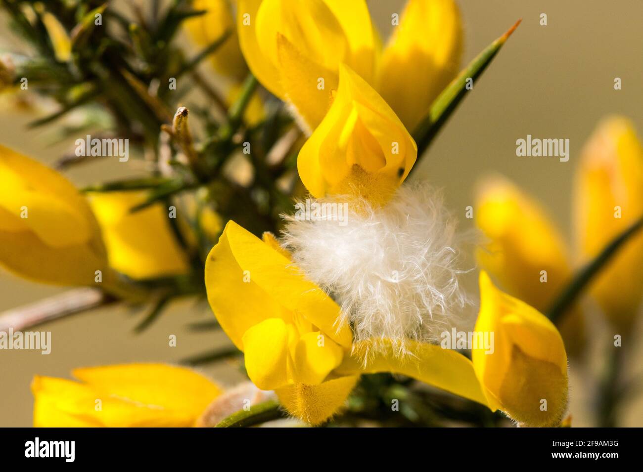 Small white feather caught in flowering gorse spike Stock Photo