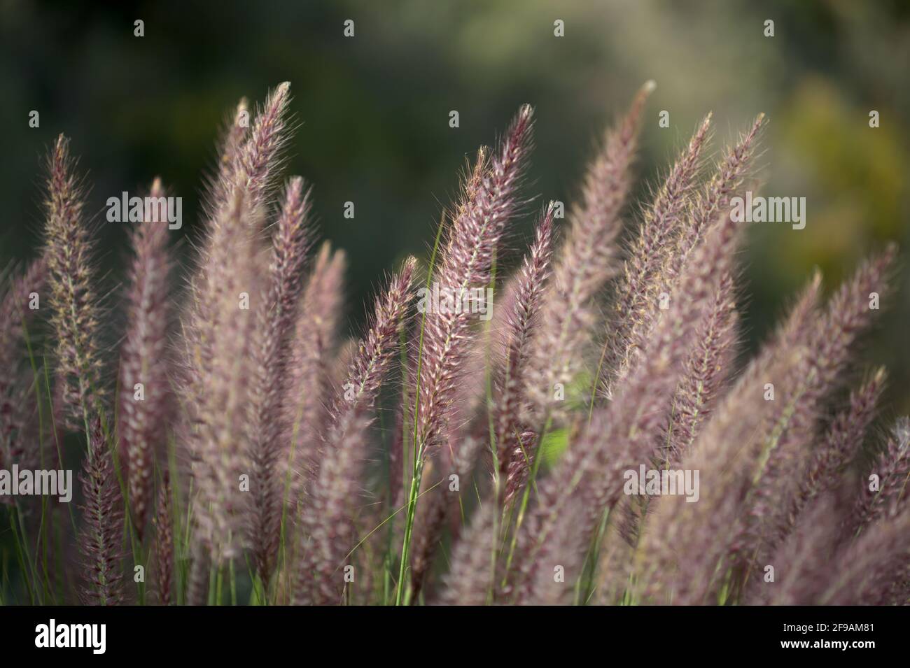 Flora of Gran Canaria - Cenchrus setaceus, crimson fountaingrass, highly invasive species natural macro floral background Stock Photo