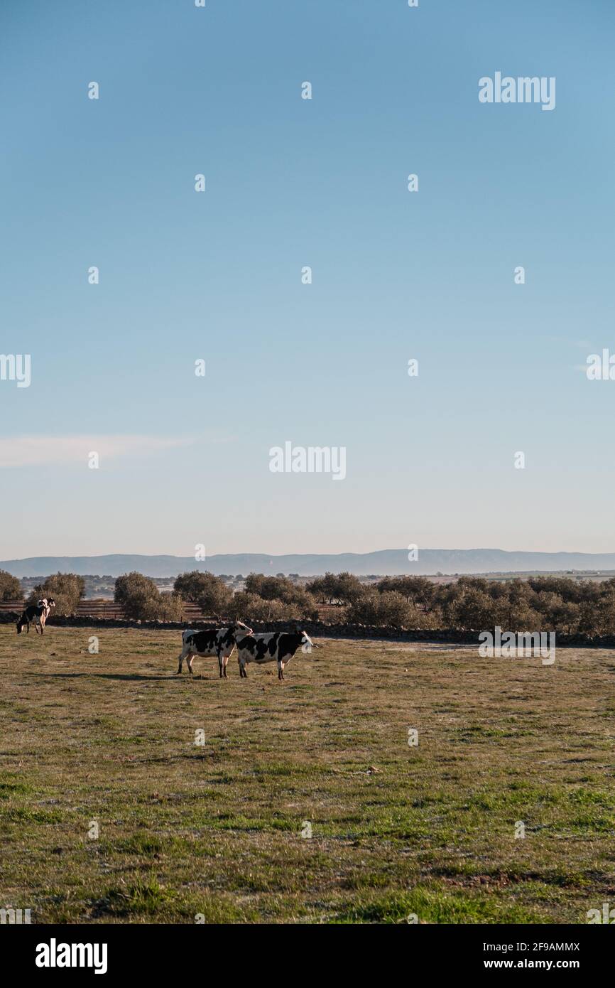 Vertical shot of cows grazing in the field in the background of trees ...