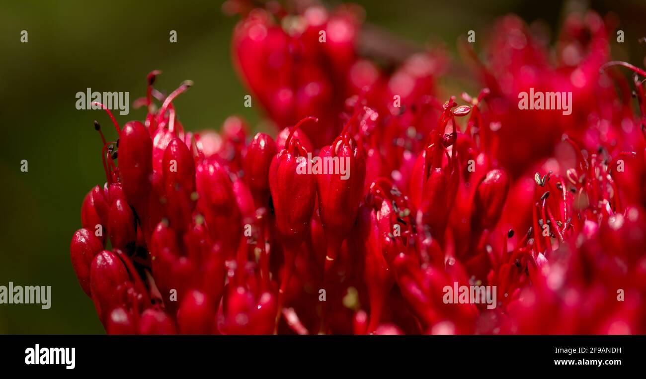 Red flowers of Schotia brachypetala, the weeping boer-bean, natural macro floral background Stock Photo