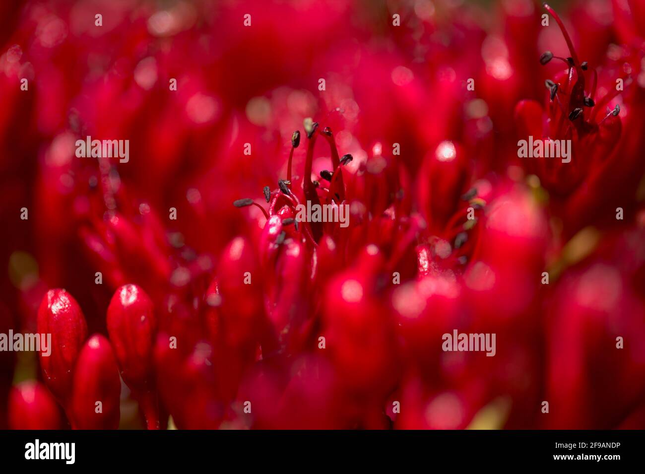 Red flowers of Schotia brachypetala, the weeping boer-bean, natural macro floral background Stock Photo