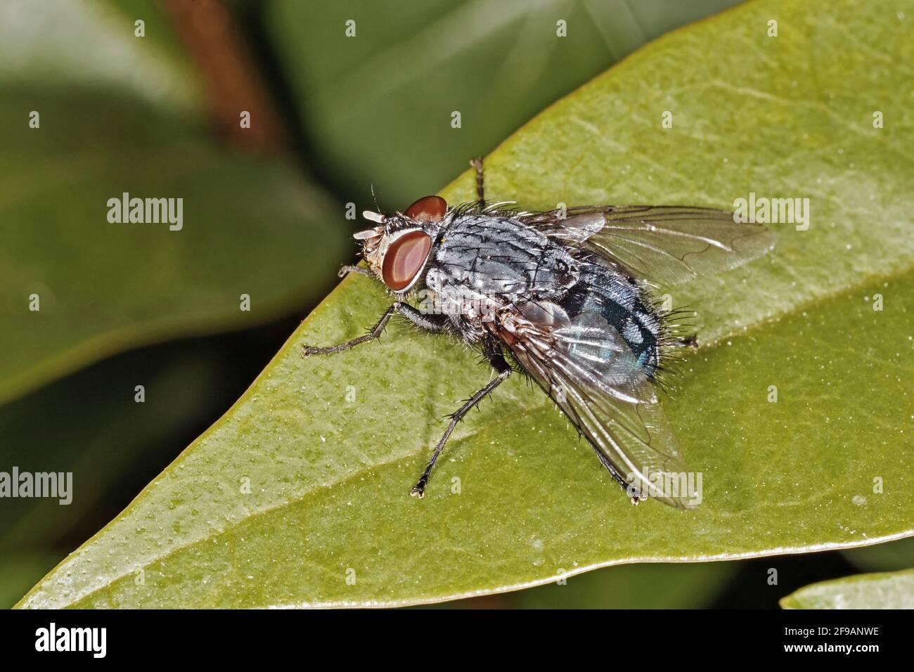housefly on a leaf, Musca domestica, Muscidae Stock Photo