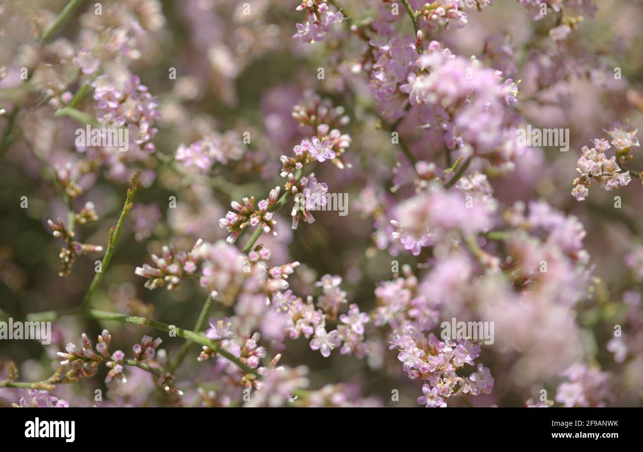 Flora of Gran Canaria -  Limonium tuberculatum, vulnerable sea lavender species natural macro floral background Stock Photo