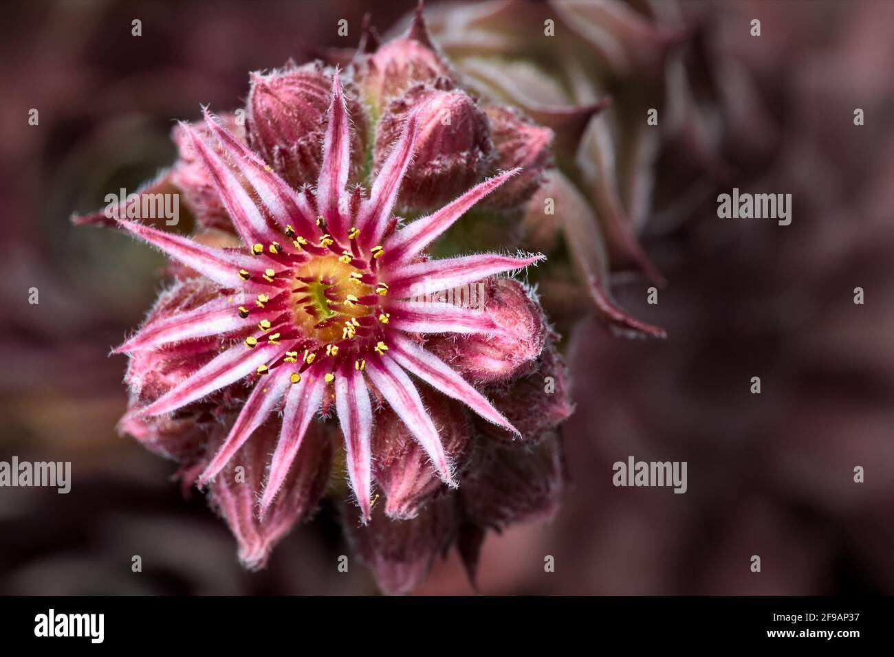 A stone growth in bloom. Large-flowered houseleek (Sempervivum grandiflorum). Stock Photo