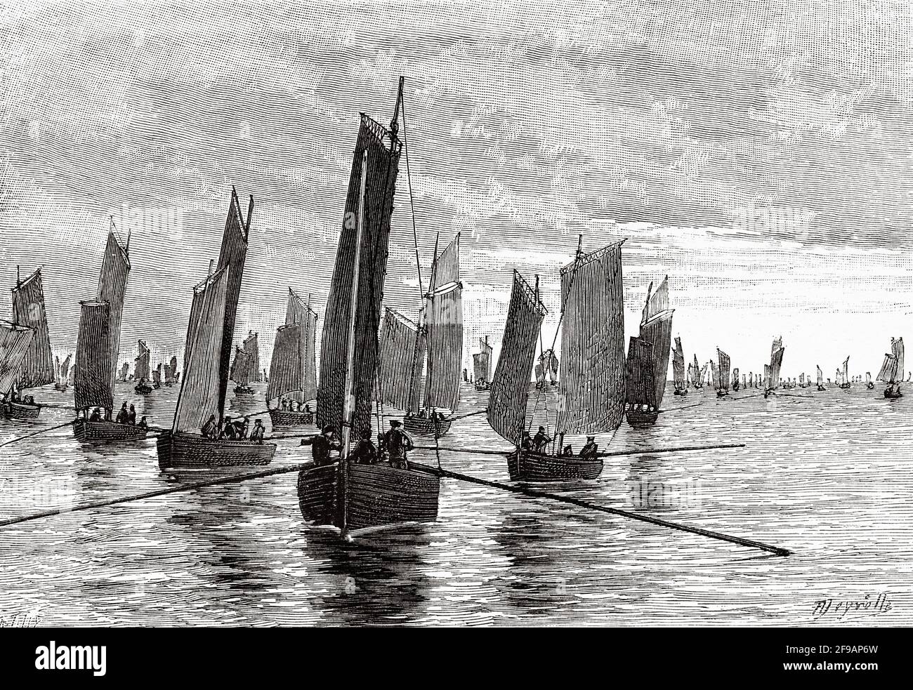 Sardine fishing. Sardine fishery on the coast of Brittany, France