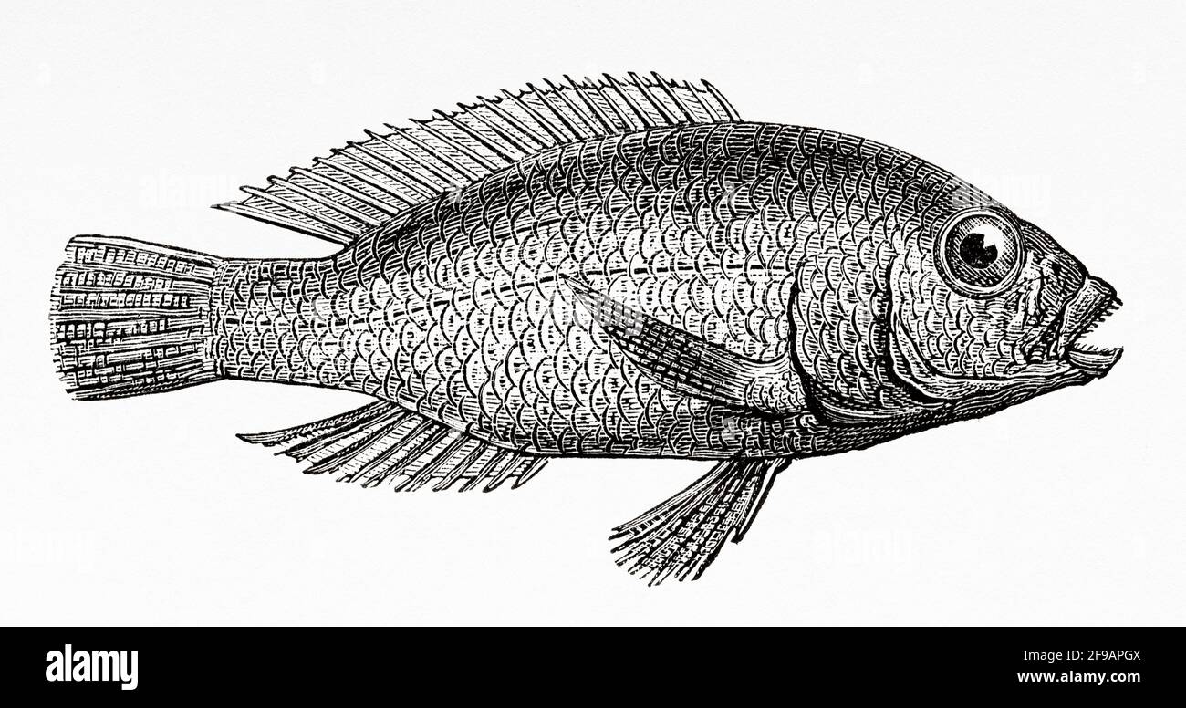 Astatotilapia defontainii is a species of fish in the cichlid family. Subtropical freshwater fish, benthopelagic, living in African rivers in Algeria and Tunisia. Old 19th century engraved illustration from La Nature 1889 Stock Photo