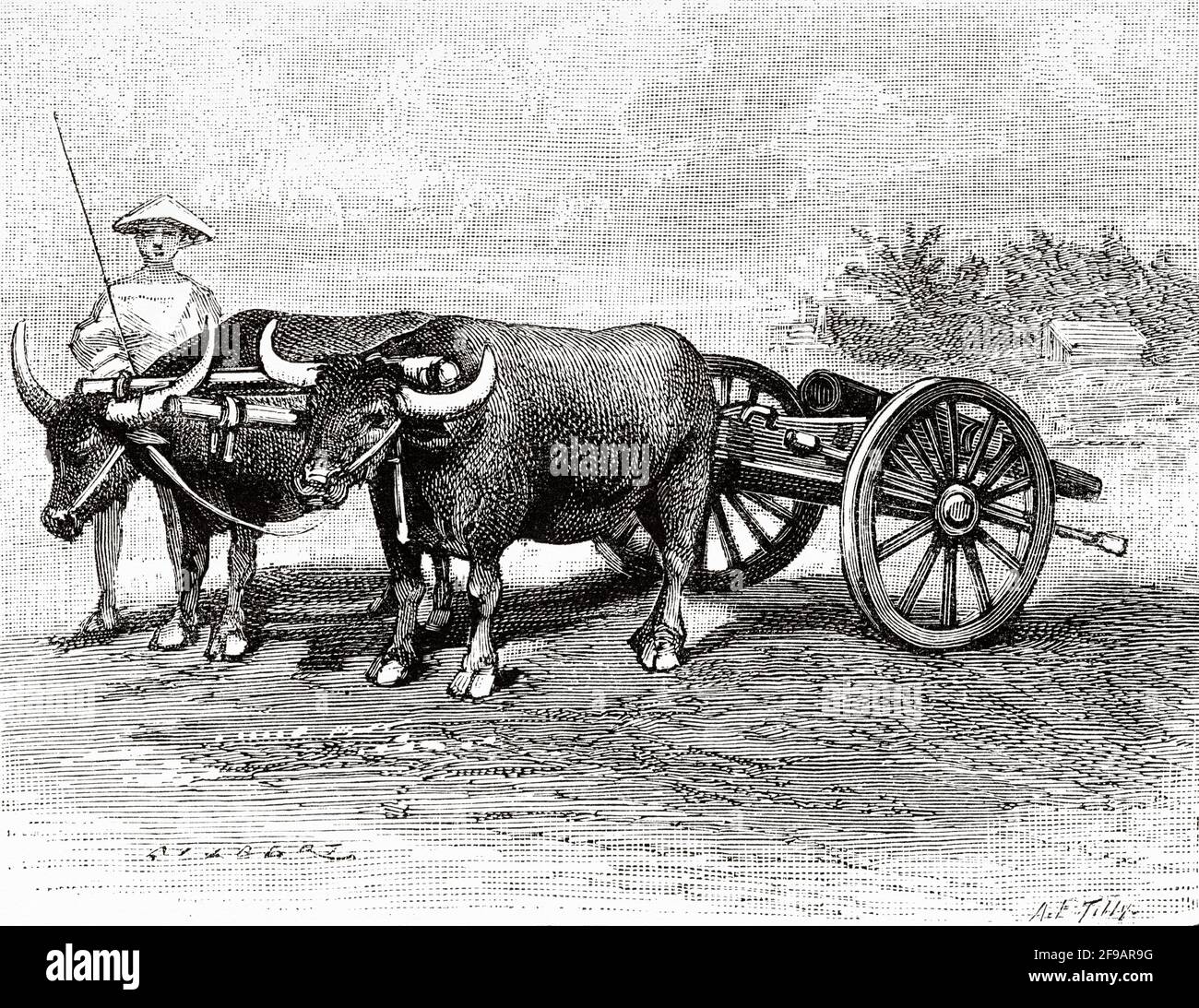 Piece of French artillery cannon dragged by oxen in Tonkin, Vietnam. Asia. Old 19th century engraved illustration from La Nature 1889 Stock Photo