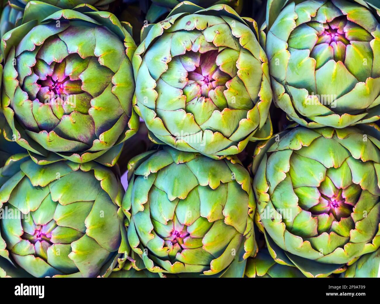 French artichoke bud green artichokes in the U.S, Cynara cardunculus var. scolymus background