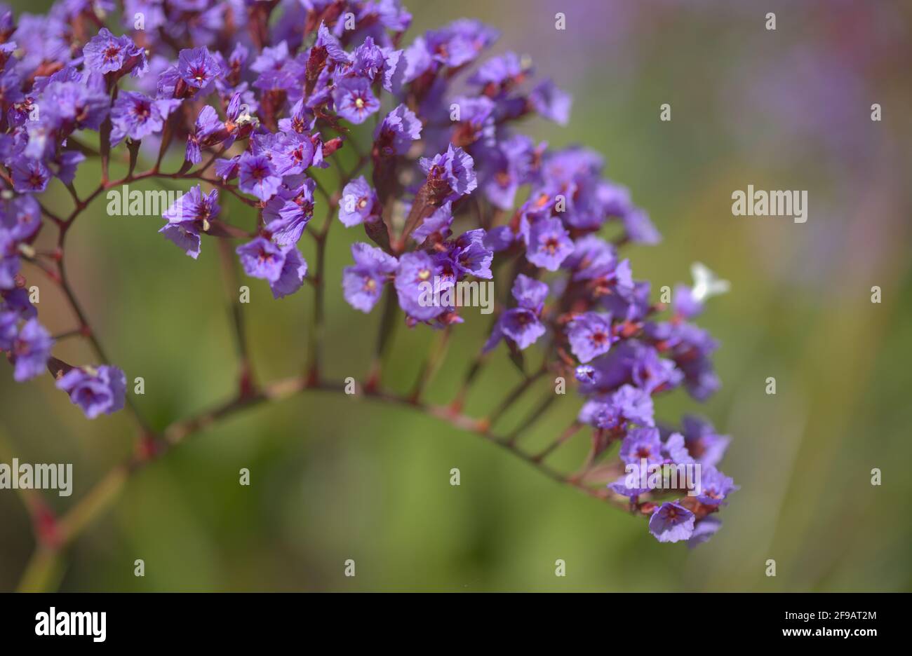 Flora of Gran Canaria -  Limonium preauxii, Sea lavender endemic to the island Stock Photo
