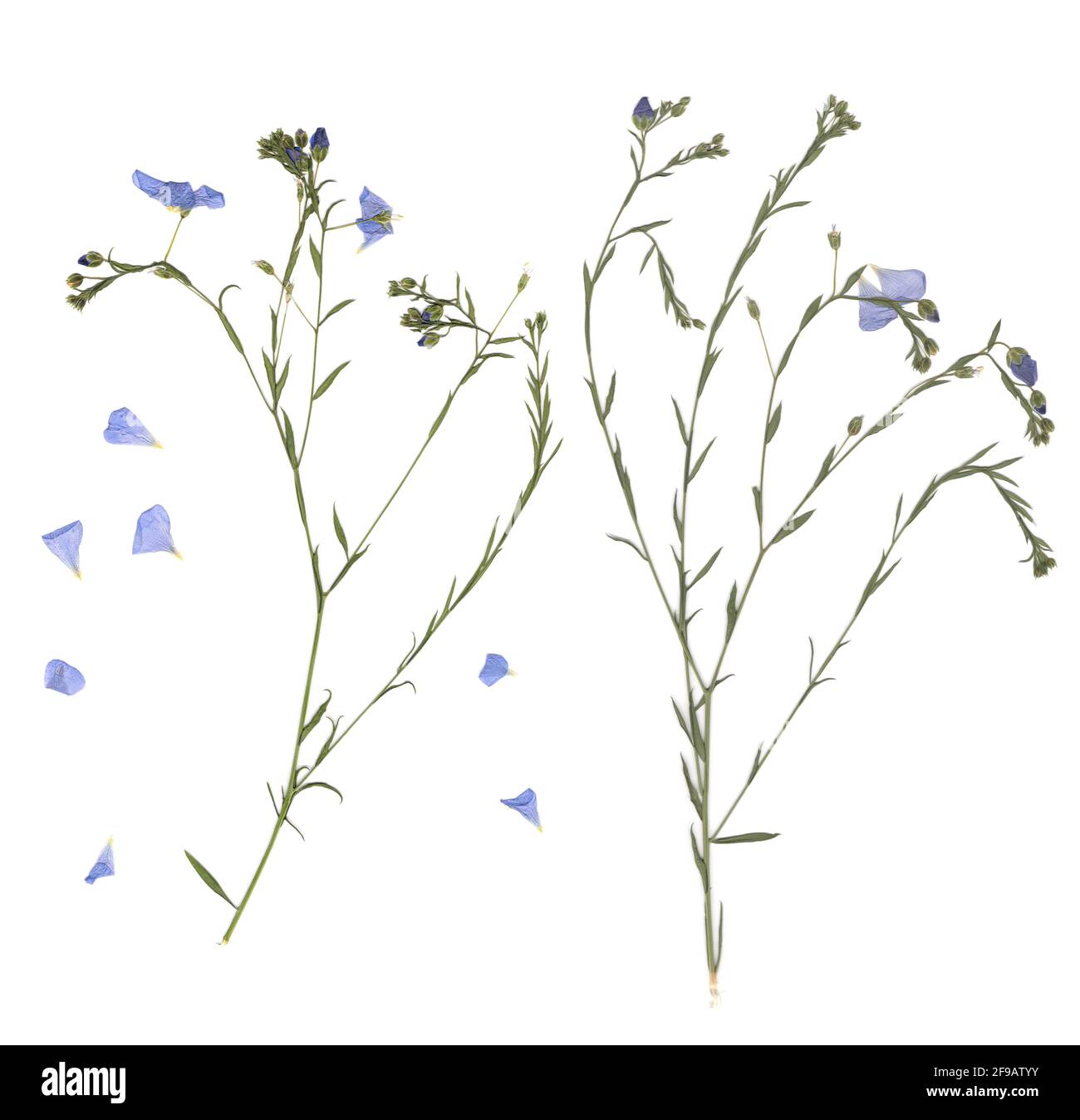 Dried meadow flowers hires stock photography and images Alamy