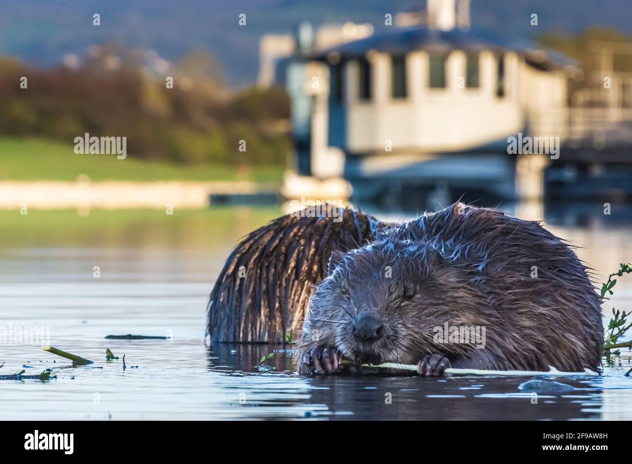 Wien, Vienna: 2 Eurasian beaver or European beaver (Castor fiber) eating bark of branch in river Neue Donau (New Danube), ship at Vienna City Beach Cl Stock Photo