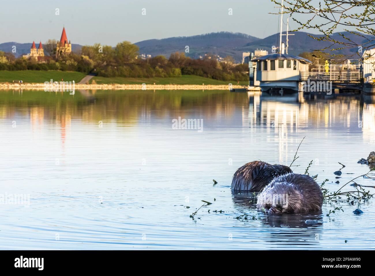 Wien, Vienna: 2 Eurasian beaver or European beaver (Castor fiber) eating bark of branch in river Neue Donau (New Danube), ship at Vienna City Beach Cl Stock Photo