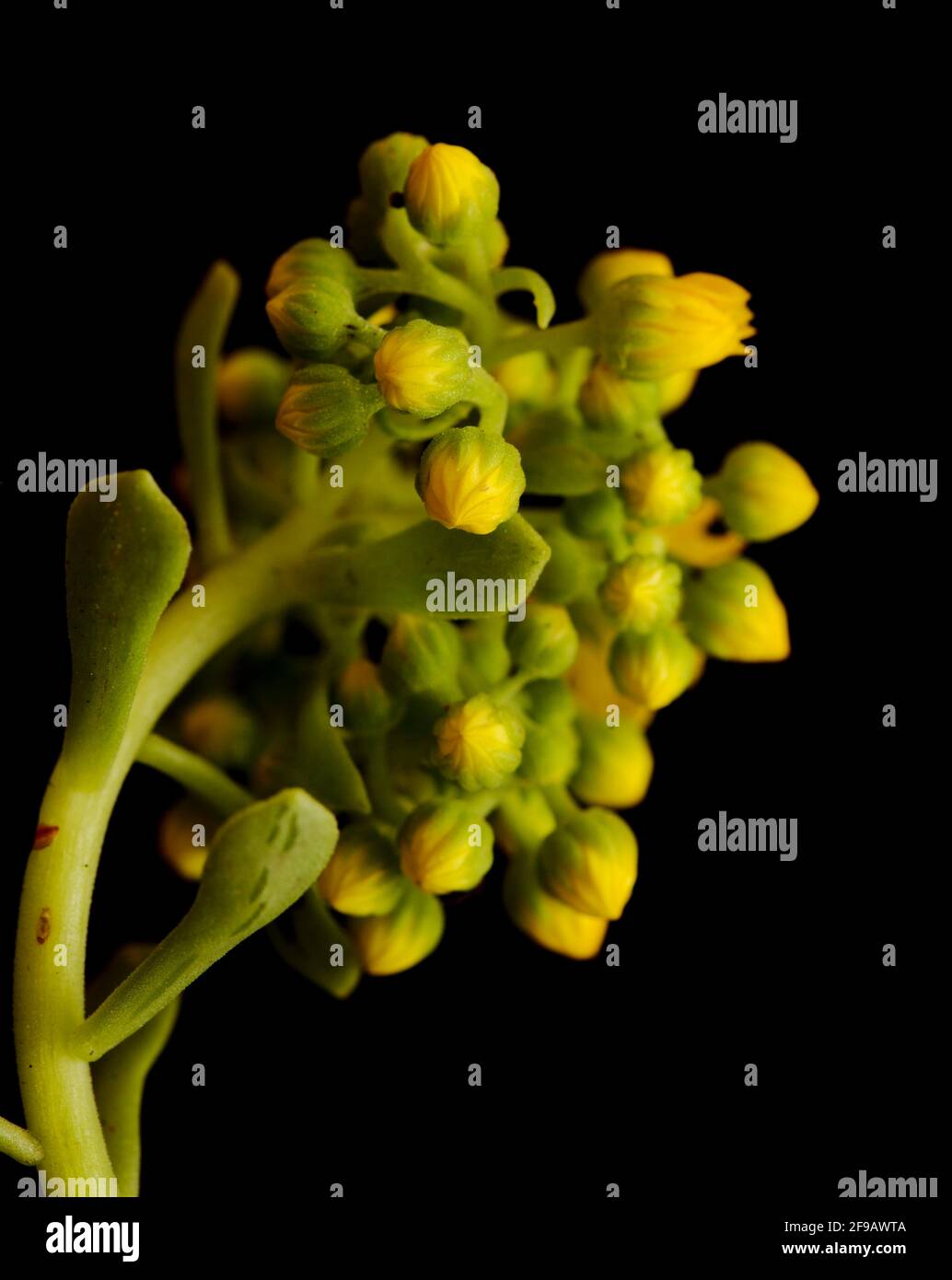 Flora of Gran Canaria - buds of Aeonium spathulatum, small houseleek endemic to Canary islands  isolated on black Stock Photo
