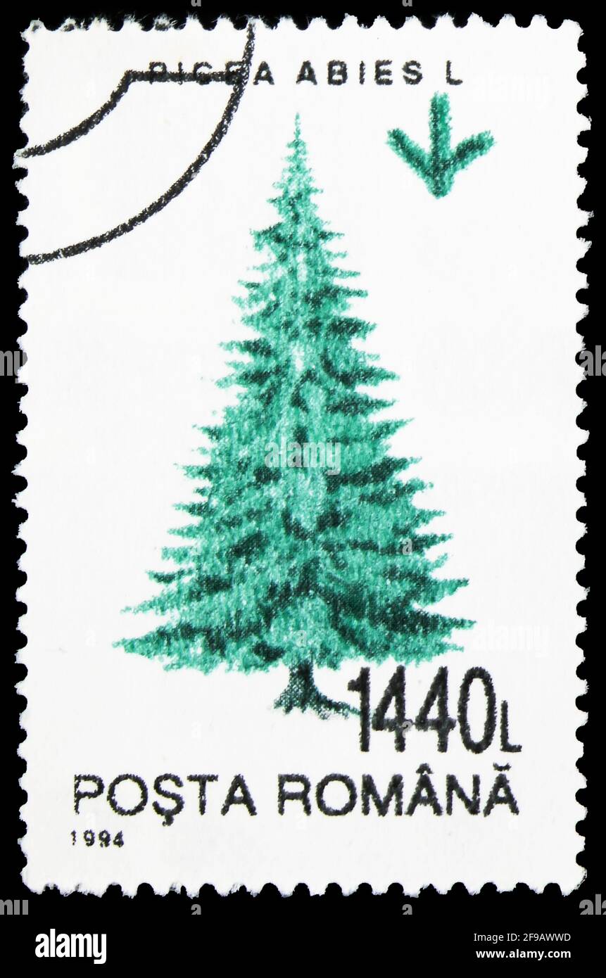 MOSCOW, RUSSIA - SEPTEMBER 22, 2019: Postage stamp printed in Romania shows Common Spruce (Picea abies), Trees serie, circa Stock Photo