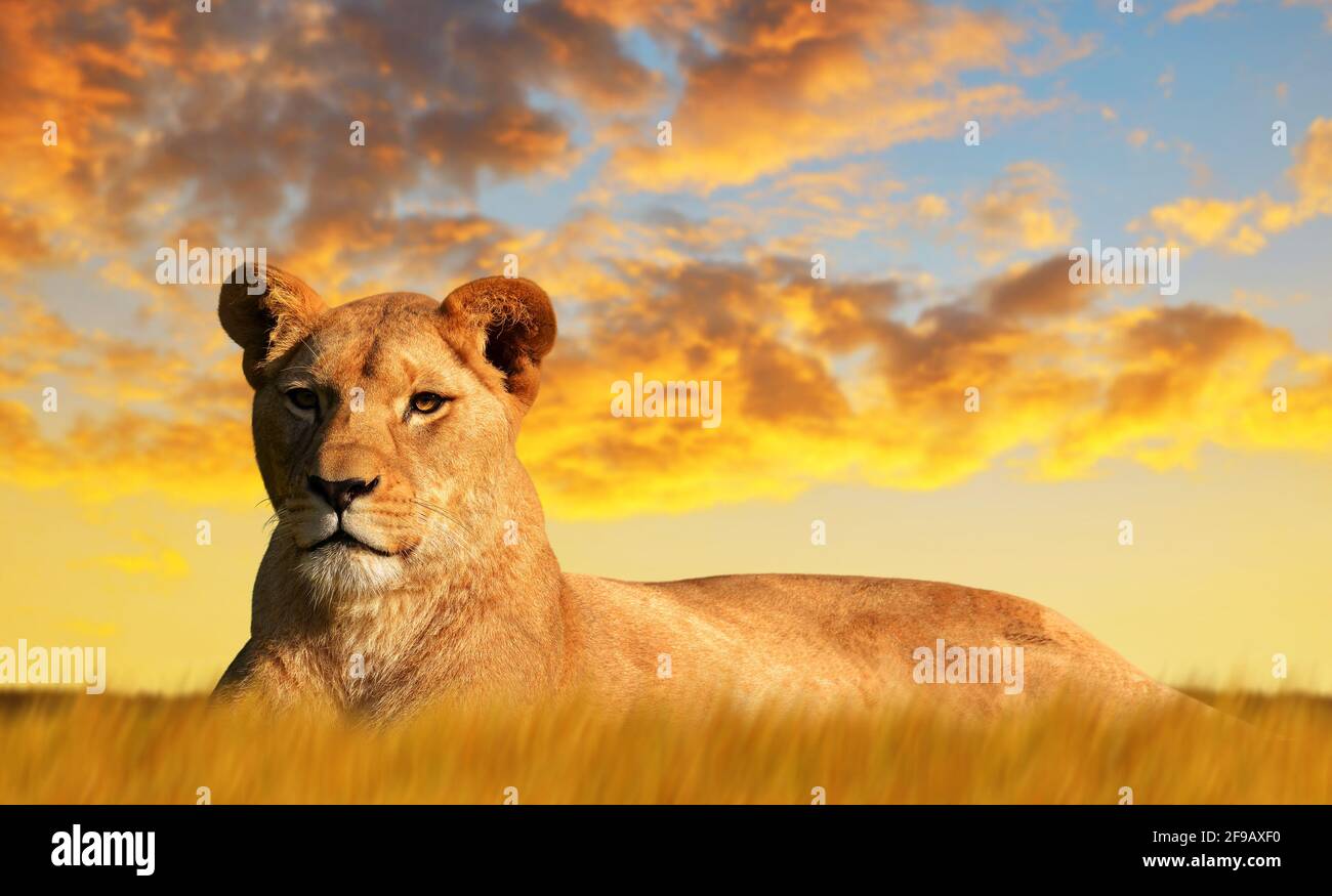 Savannah landscape sunset lion hi-res stock photography and images - Alamy