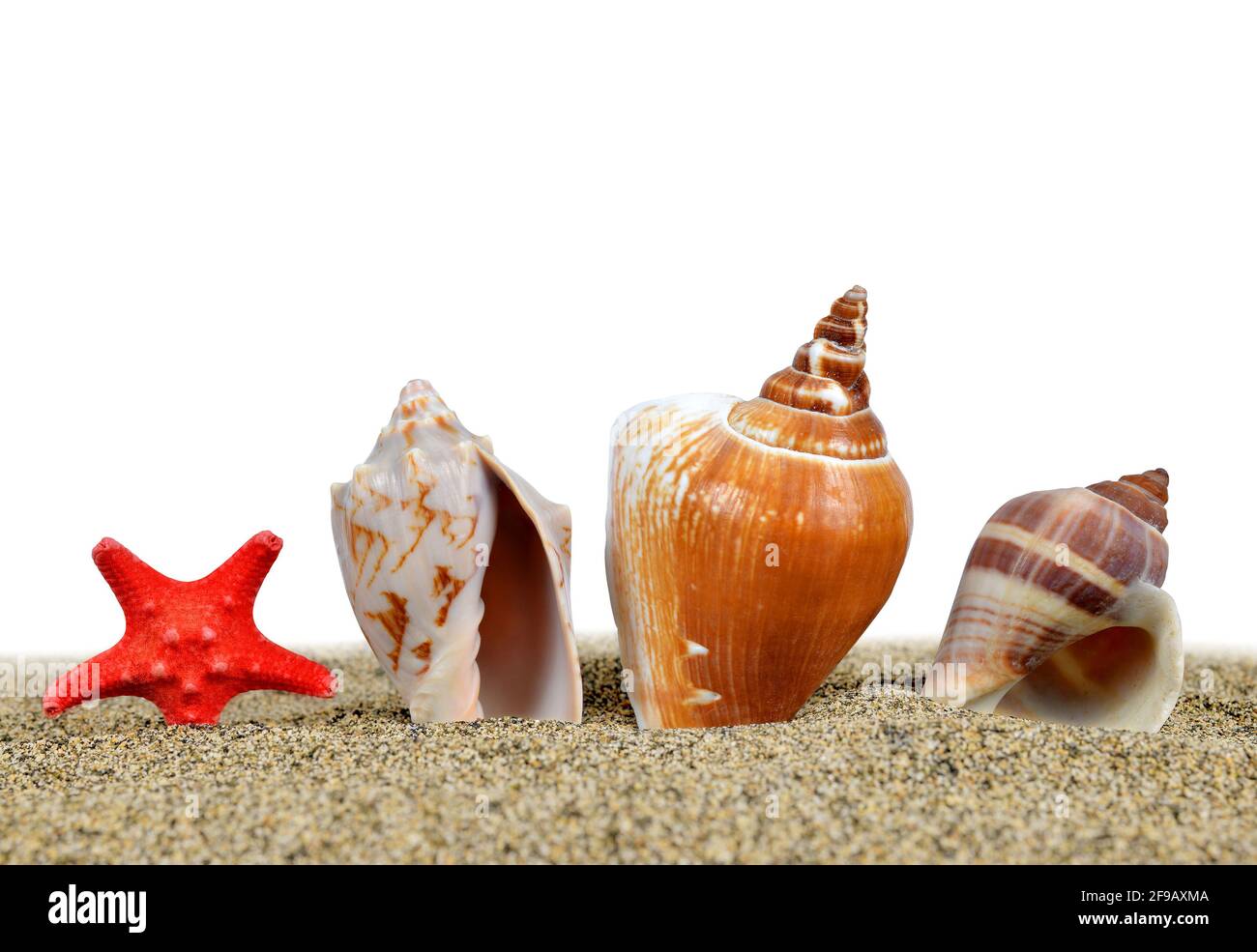 Sea shells with starfish on the sand on white background Stock Photo ...