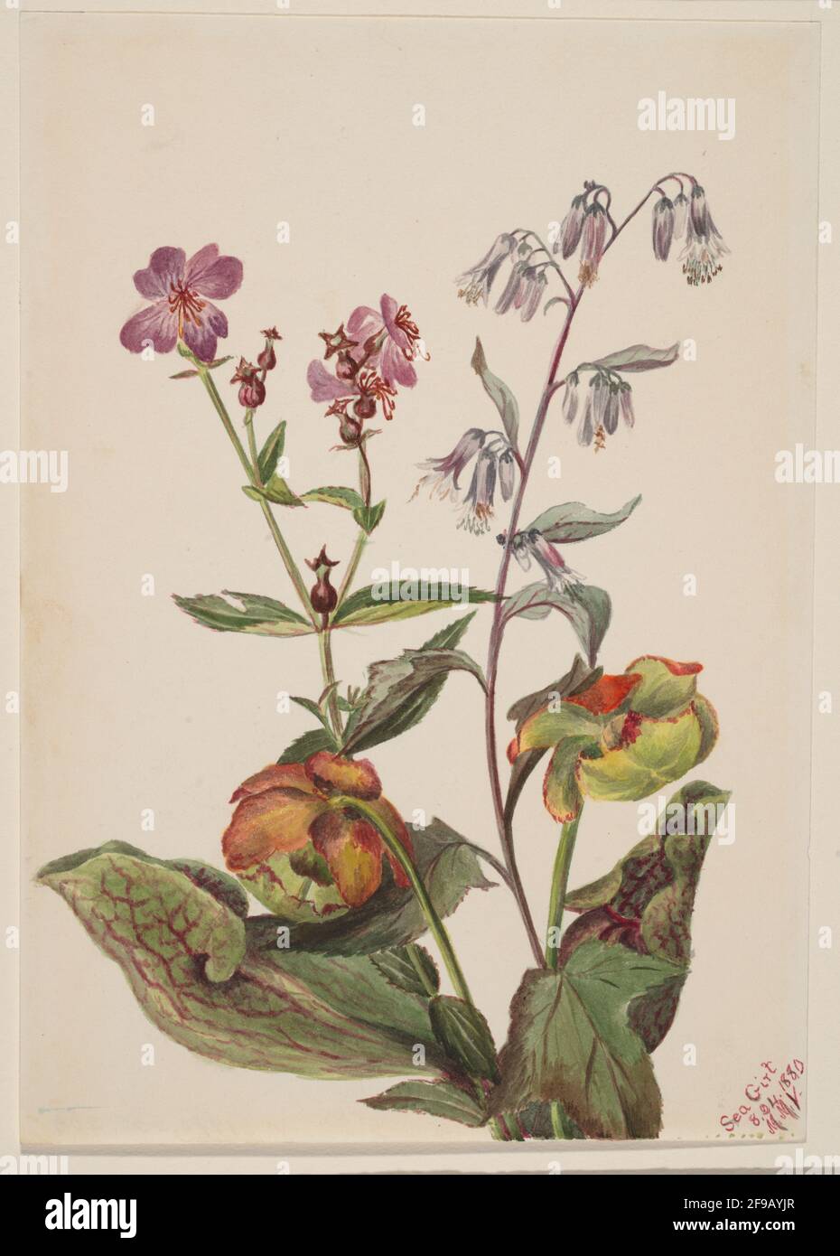 Meadow Beauty (Rhexia virginica), Rattlesnake Roat (Nabalus albus), Pitcherplant (Sarracenia purpurea), 1880. Stock Photo