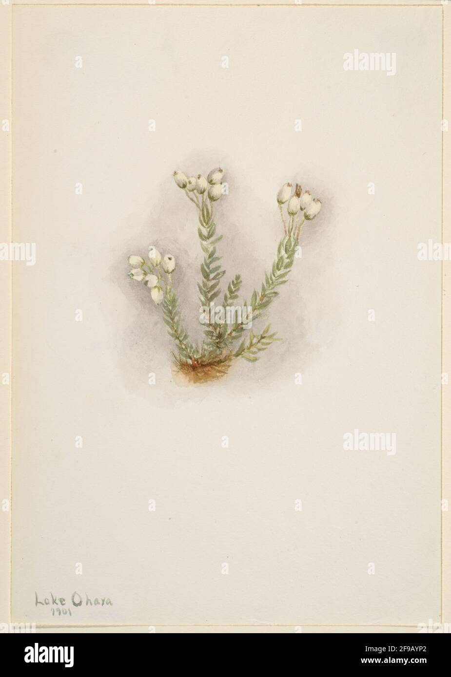 White Heather (Phyllodoce grandiflora), 1901. Stock Photo