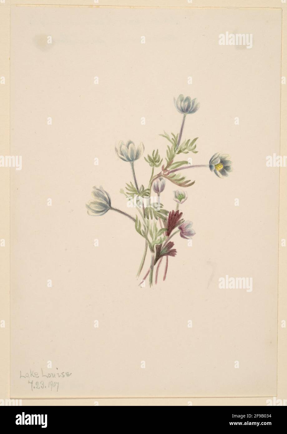 Anemone (Anemone drummondii), 1907. Stock Photo