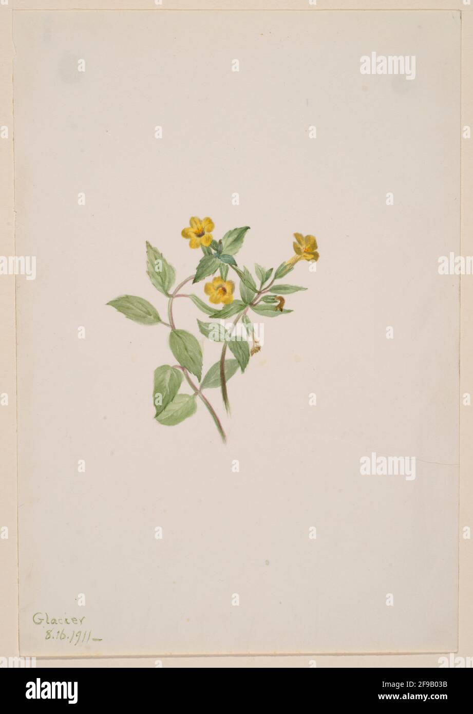 Musk-Flower (Mimulus moschatus), 1911. Stock Photo