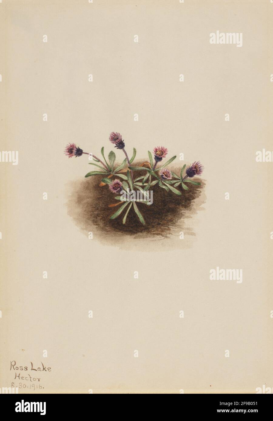 Alpine Fleabane (Erigeron unalaschcensis), 1916. Stock Photo