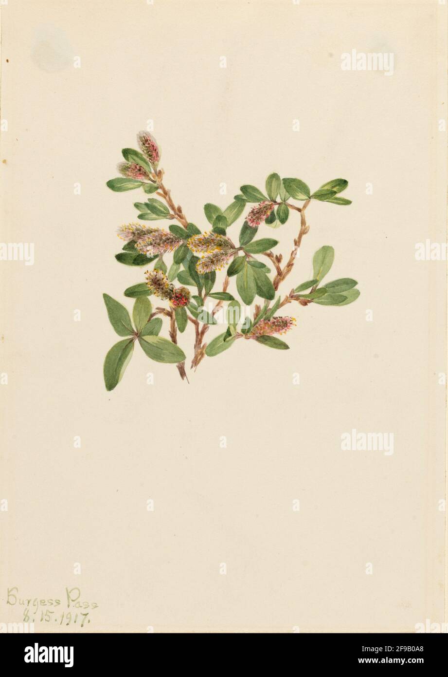 Rock Willow (Salix petrophila), 1917. Stock Photo
